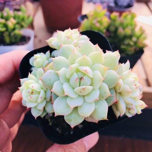 静夜 多肉植物一物一拍静夜雪莲杂组合萌肉肉新手办公室迷你盆栽