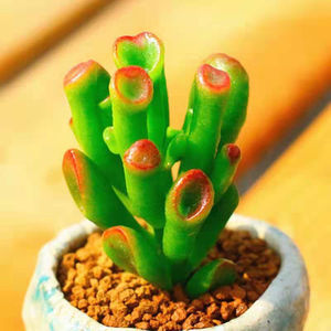 吸财树多肉植物发财树花卉盆栽绿植办公室阳台新手好养易活花卉