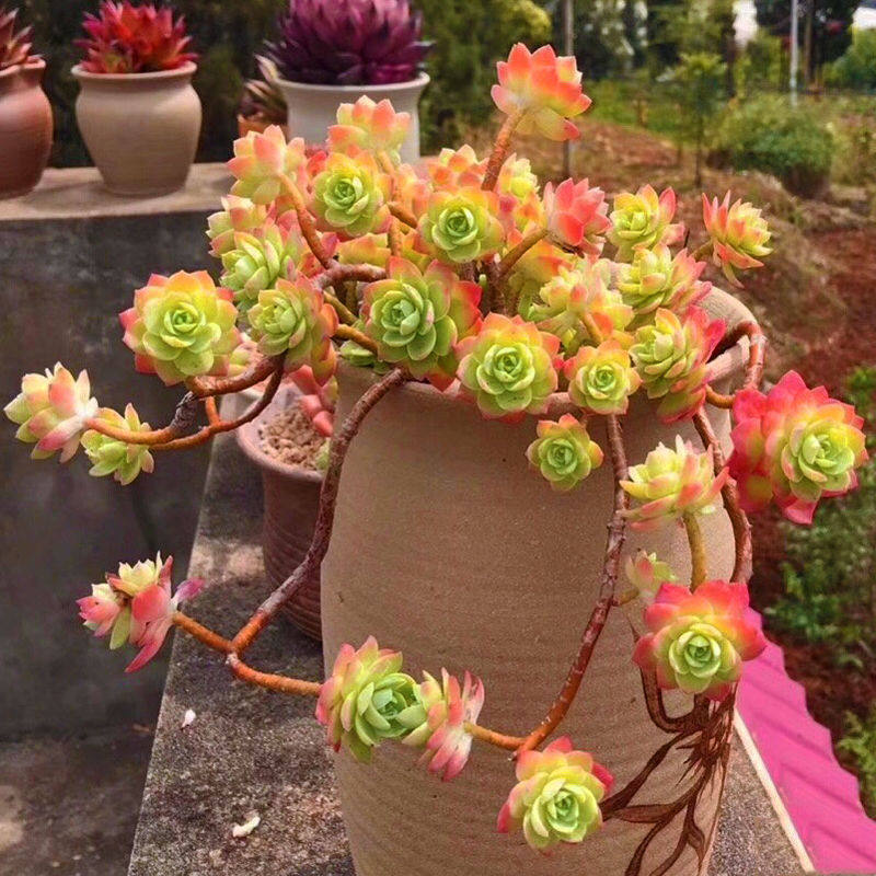 薄化妆老桩群生多肉植物组合