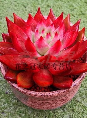 弗兰克多肉植物肉肉花卉盆栽大尺寸贵货精养多肉大单头