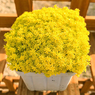 多肉植物组合盆栽绿植花卉新手肉肉黄金万年草含盆带土