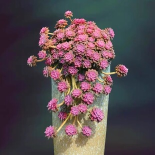 多肉植物阿伦培耐旱耐冻容阳台办公桌新款 花卉盆栽基地热卖