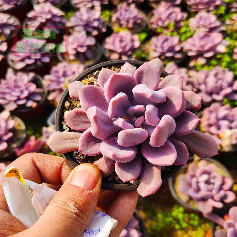 多肉植物丘比特特玉莲黛比杂绿植盆栽创意迷你花卉新款萌肉