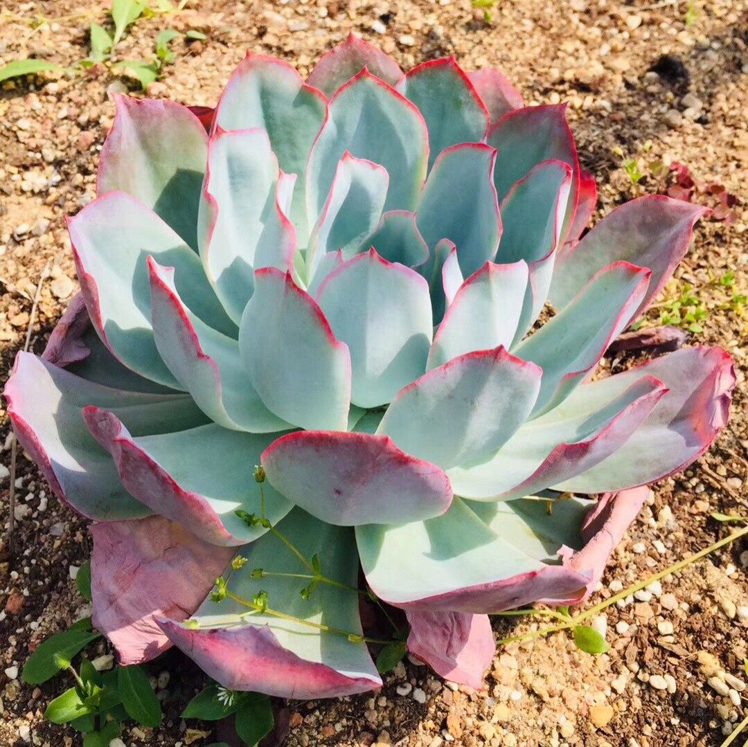 蓝光多肉植物 一物一拍薄叶三仙仙气状态肉肉花卉绿植园艺盆栽,鲜花速递/花卉仿真/绿植园艺,多肉植物,淘宝优惠券,粉丝福利购,淘宝优惠卷