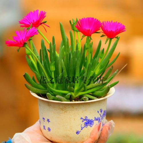 奔龙多肉植物盆栽开花老桩