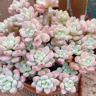 果冻色劳尔整体大颗多肉植物老桩淡香味奇趣植物群生花卉小盆栽
