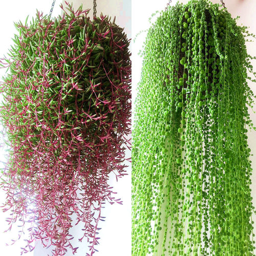 多肉植物佛珠盆栽垂吊紫玄月