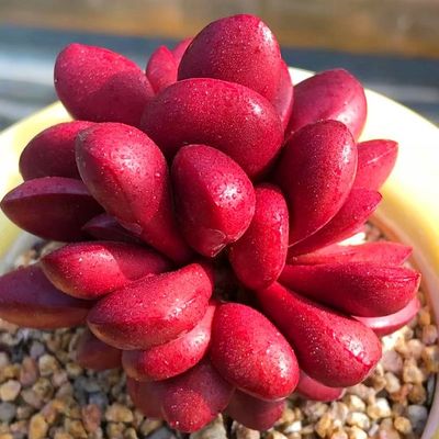 鸡血克拉夫 肉肉多肉植物办公室桌面绿植 室内阳台花卉盆栽