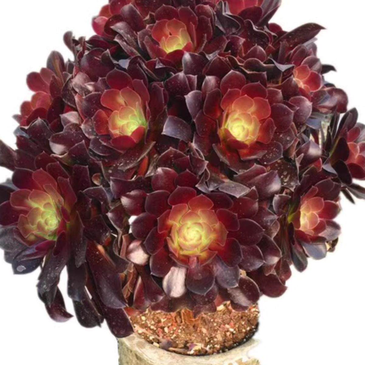 荷兰圆叶法师老桩多肉植物黑法师红覆轮花卉盆栽一物一拍巨型植物