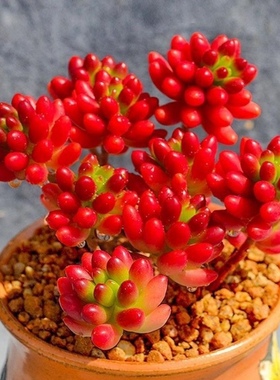 虹之玉 多肉植物老桩红浆果四季好养室内阳台桌面盆栽红色植物