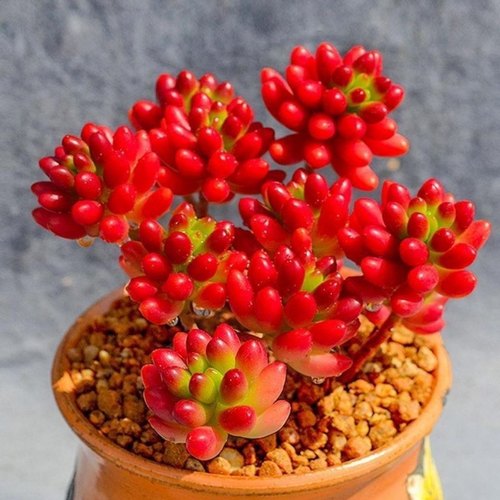 虹之玉多肉植物老桩红浆果