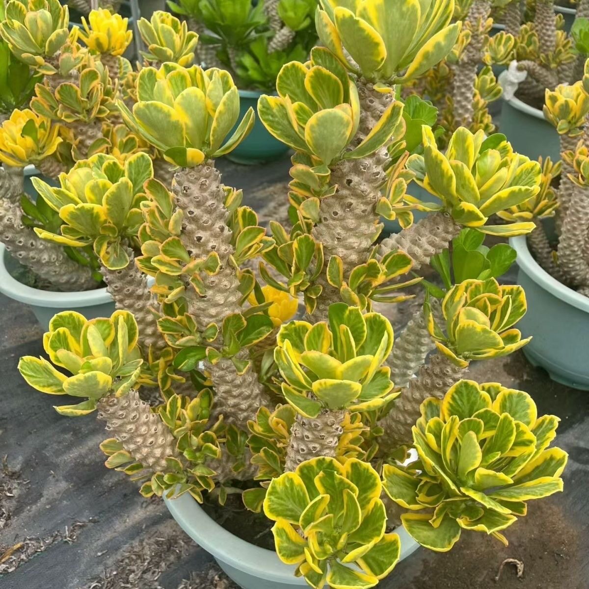 夏季耐热扇贝麒麟锦老桩多肉庭院阳台植物庭院阳台盆栽沙生景观
