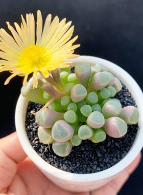 好养五十铃玉开花多肉植物