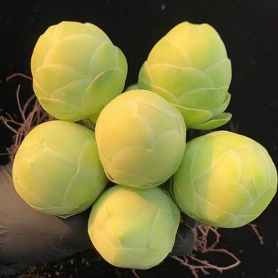 白玉鸡蛋玫瑰多肉老桩群生