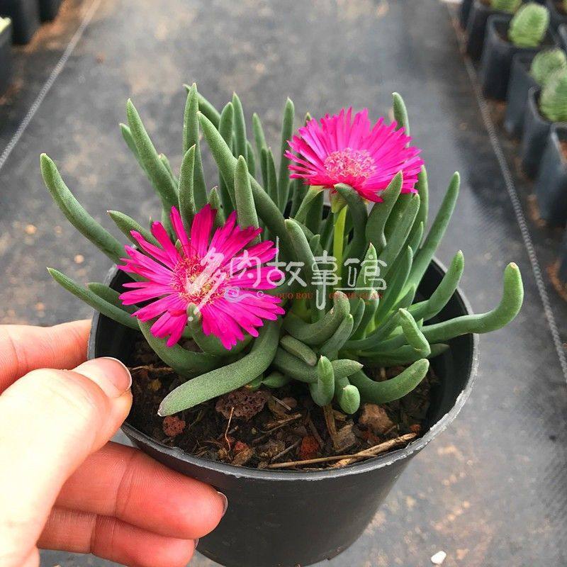 奔龙多肉植物新手组合盆栽花卉绿植花卉阳台办公室桌面萌肉,鲜花速递/花卉仿真/绿植园艺,多肉植物,淘宝优惠券,粉丝福利购,淘宝优惠卷