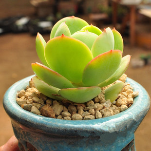 黄金鸡蛋碧桃群多肉老桩果冻黄色控型养多肉开花多肉