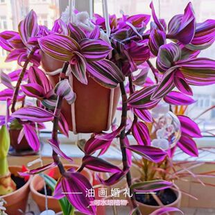 荷兰进口婚礼油画盆栽室内植物玫红色观叶紫露草进化吊兰花卉