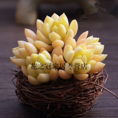 品相办公室多肉植物盆景