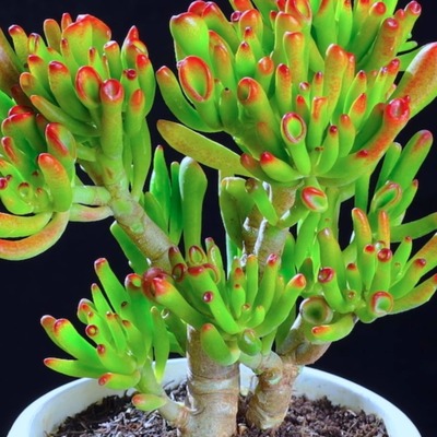 吸财树老桩招财新手好养花卉桌面客厅室内阳台绿植盆栽多肉植物