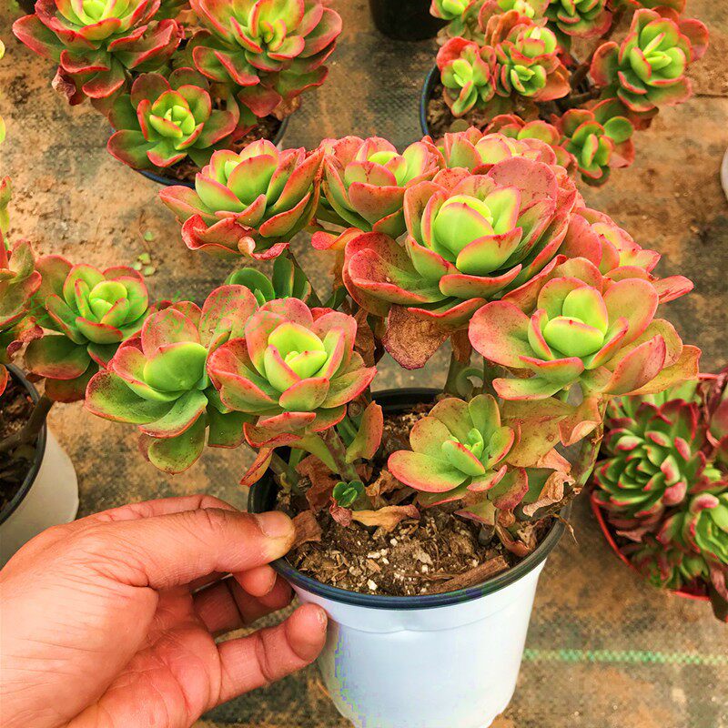 红梅老桩大盆多肉植物基地直发云南露养园艺装饰优惠套餐