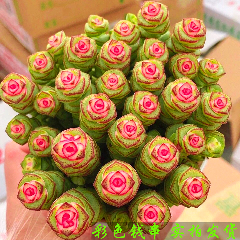 钱串锦多肉植物室内盆栽肉肉花卉绿植牡丹彩色红心钱串子大颗好养