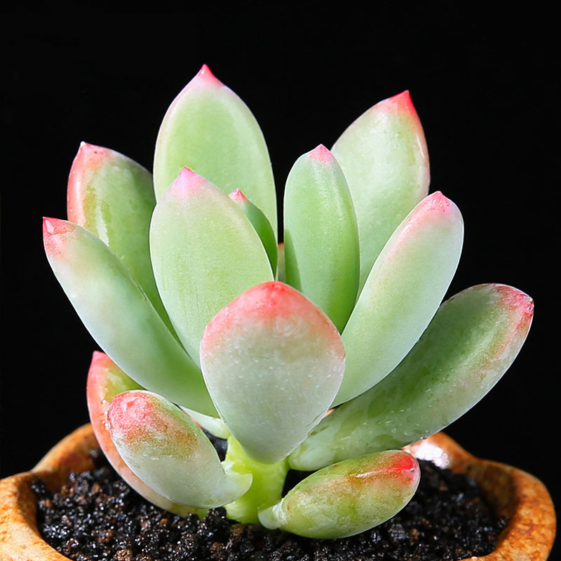 青星美人厚叶草属粉红肉