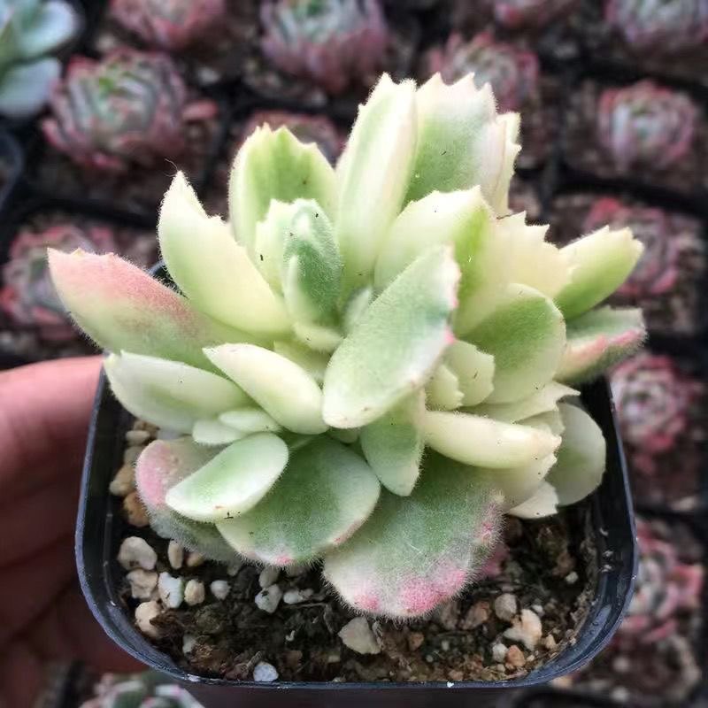 白熊老桩彩虹熊多肉一物一拍熊童子多肉植物多头群生肉肉,鲜花速递/花卉仿真/绿植园艺,多肉植物,淘宝优惠券,粉丝福利购,淘宝优惠卷