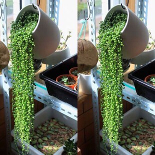 多肉植物珍珠吊兰盆栽室内花卉 佛珠吊兰 阳台绿植
