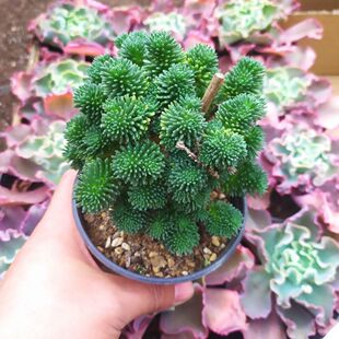 球松群生老桩多肉植物组合盆栽绿植花卉办公室内阳台萌肉肉