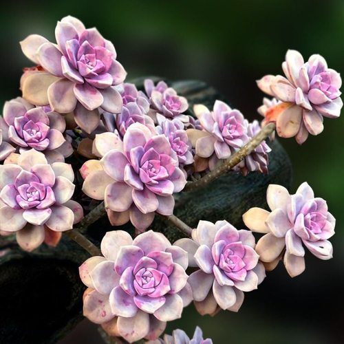 紫乐多肉植物群生多头小老桩大部分地区包邮皮实好养带盆发货