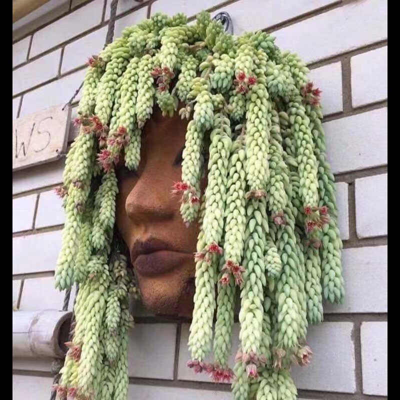 玉坠 多肉垂吊型植物 大盆的 注意尺寸是一大盆 21cm的盆 脱土发