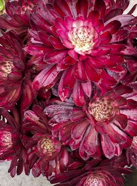 多肉植物紫霞仙子法师锦捧花夏天不退锦满38元包邮非偏远趣味阳台