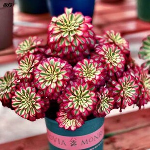 粉女巫法师锦多肉植物高端女巫盆栽花卉植物三仙三圣三尊带小侧芽