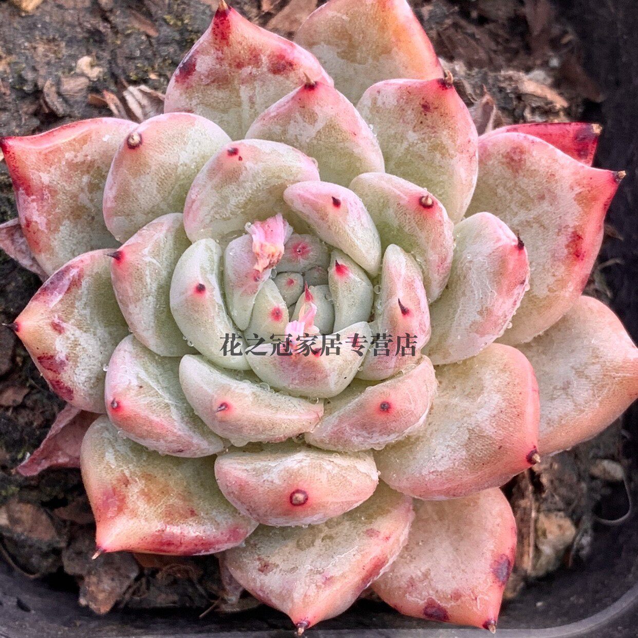 血斑拉霍亚冬云 多肉植物超大花卉室内多肉植物盆栽绿植