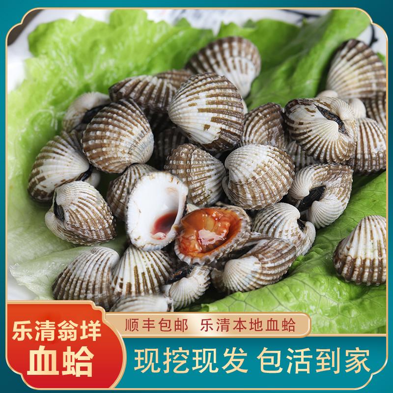 正宗温州乐清血蛤非毛蛤泥蚶生腌花蛤特产大颗粒海鲜水产血蚶丝蚶