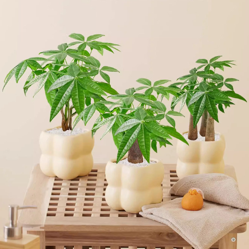 发财树桌面小盆栽盆景办公室绿植室内植物客厅花卉懒人四季好养活