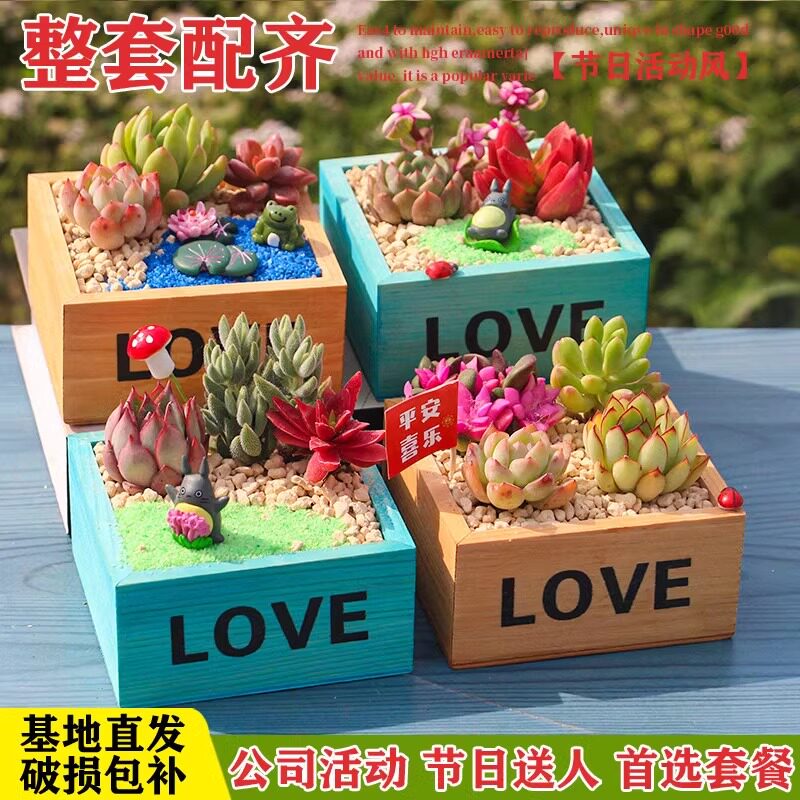 多肉植物微景观diy材料包组合盆栽套餐带盆土母情节礼物礼品手工