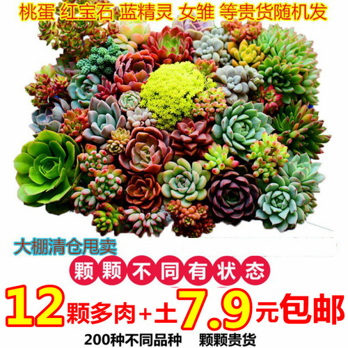 多肉植物组合室内盆栽