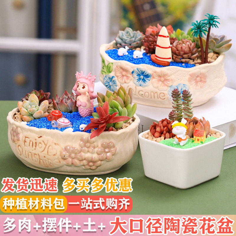 多肉植物组合盆栽DIY微景观套餐大口径陶瓷花盆创意手工植树节礼