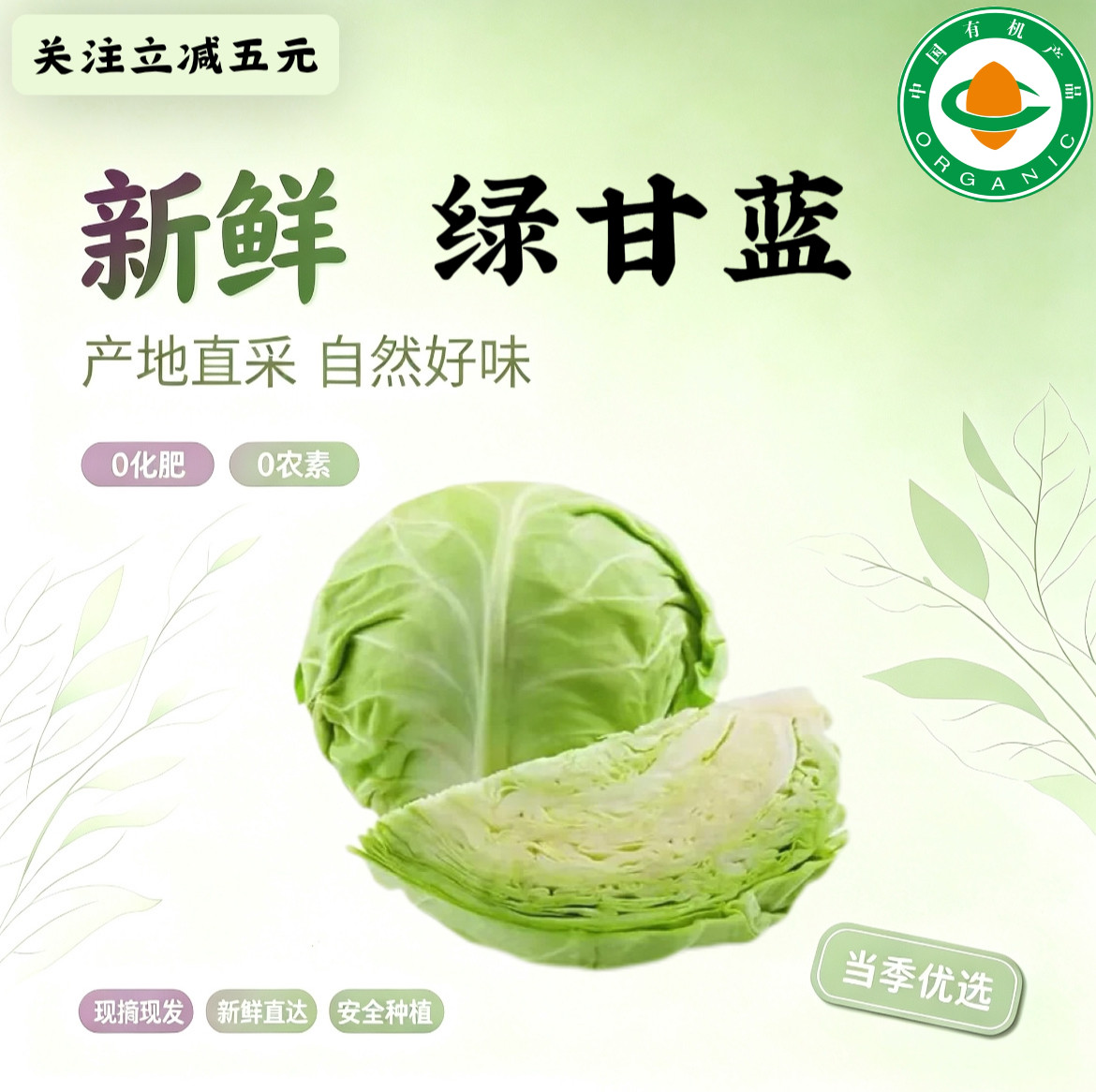 有机绿甘蓝5斤 有机认证 新鲜直达现摘现发0添加健康辅食沙拉蔬菜
