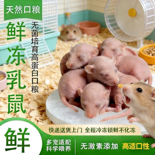 仓鼠高蛋白冷冻乳鼠口粮龙猫蜜袋鼯专用小白鼠饲料异宠冻鼠干食物