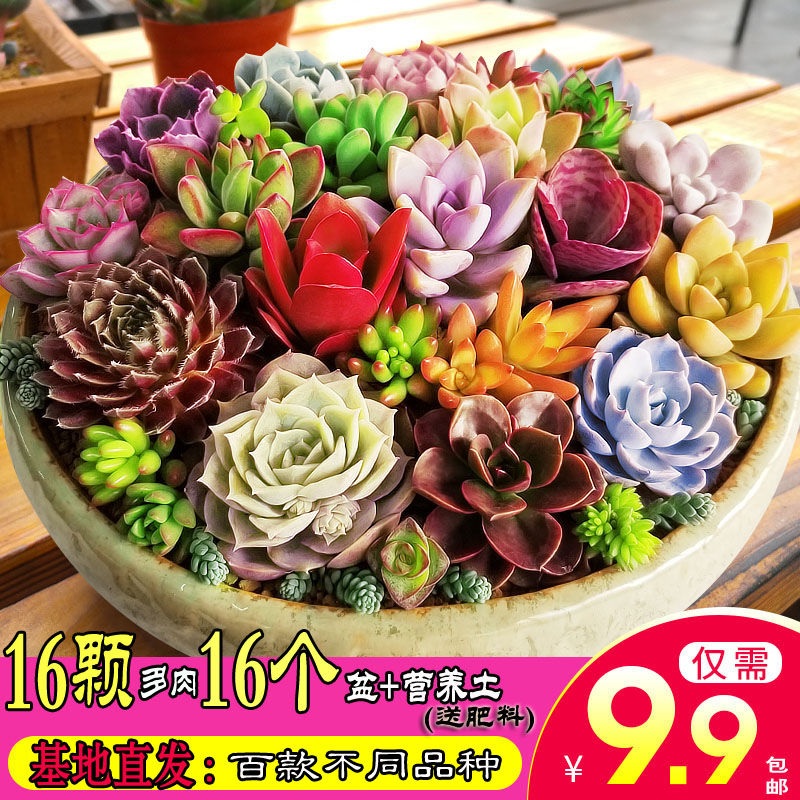 多肉 多肉植物 盆栽组合 豪华套餐桃蛋 玉露 红宝石 绿植花卉园艺