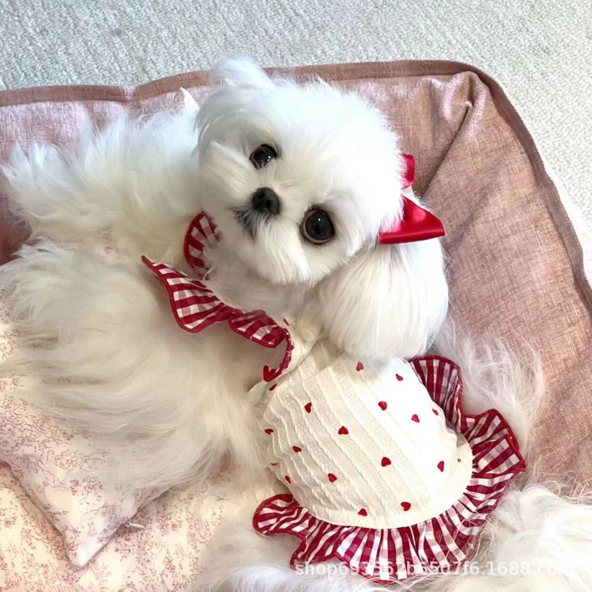 敲美的小裙子!清新可爱小型犬泰迪比熊猫咪博美碎花连衣裙春夏装