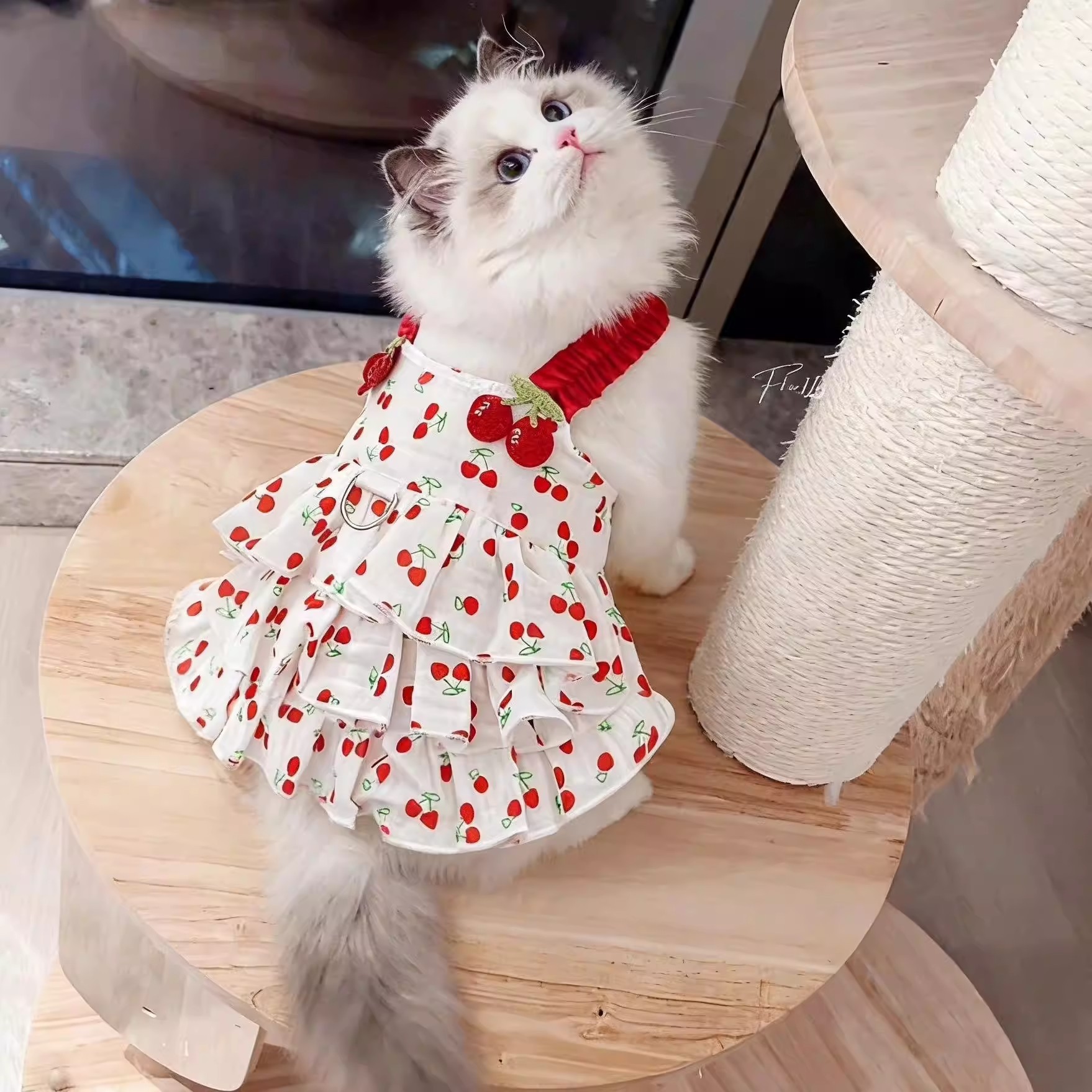 猫咪夏天衣服薄款透气公主裙可爱ins小型犬泰迪比熊博美夏季裙子