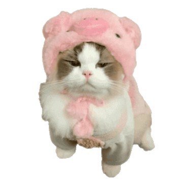 猫咪头套可爱搞笑搞怪拍摄宠物狗狗兔子鲷鱼烧帽子网红变装头饰帽
