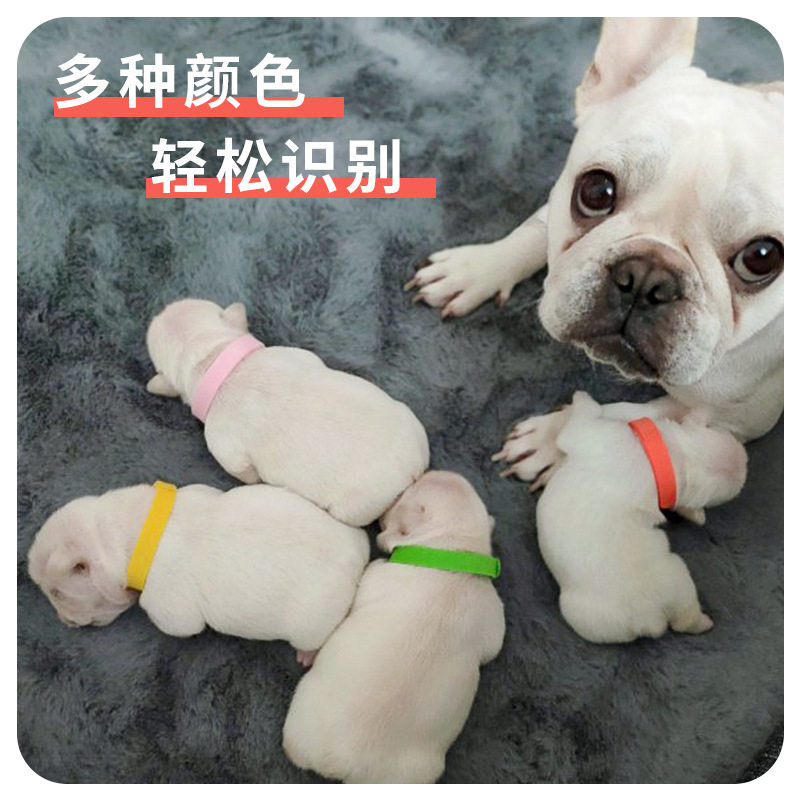 新生宠物狗狗分类项圈幼犬幼猫身份区别辨别识别小奶狗出生记号绳