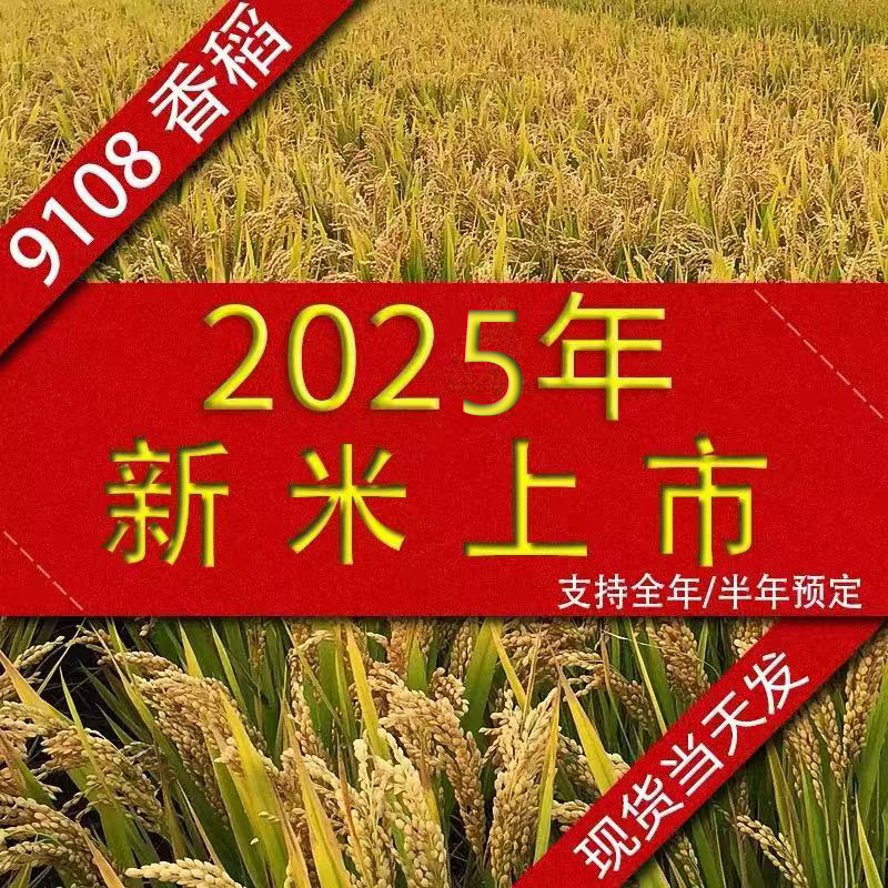 2025年新米婴儿粥米射阳大米农家生态软大米10kg新米南粳9108大米