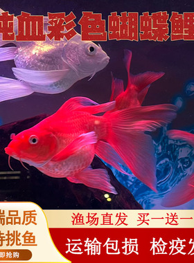 台湾彩色蝴蝶鲤球体短身大鳍大尾冷水鱼红色金色蝴蝶观赏鱼苗活体