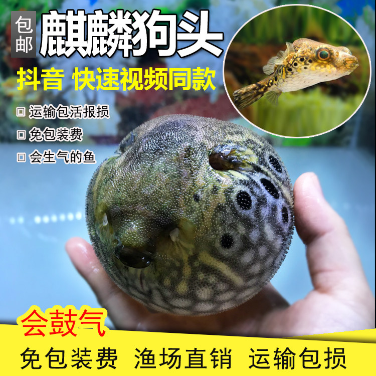 麒麟狗头鱼活体淡水河豚活体观赏鱼大型河鲀狗头鱼潜水艇观赏鱼