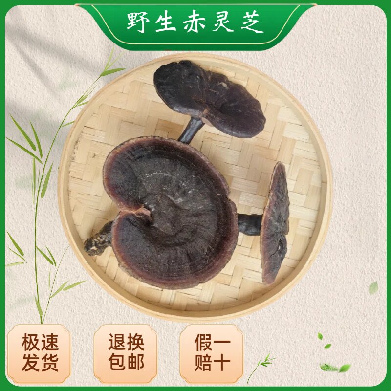 野生整枝灵芝不苦紫芝
